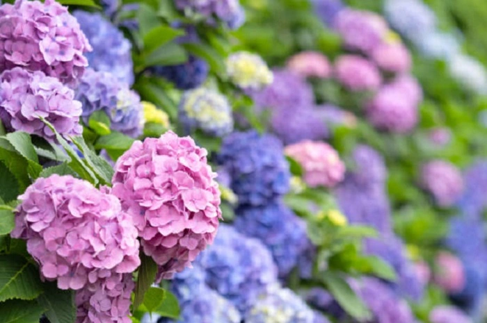 image of hydrangea flowers