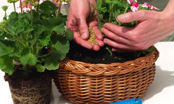 image of fertilizing plant to stop geranium leaves turning yellow