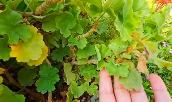 imge of geranium leaves in day light