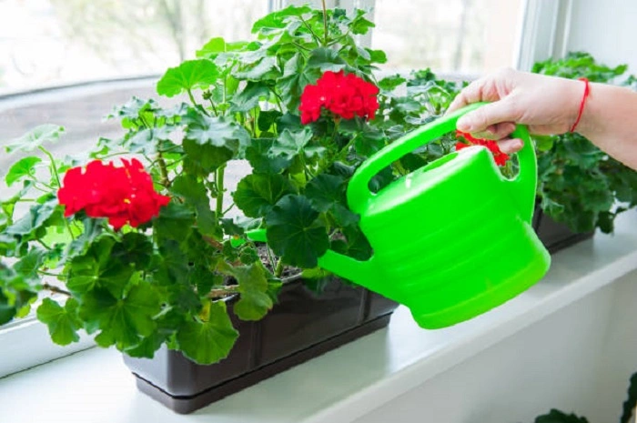 image of watering of geranium plant