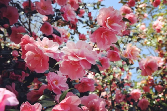 image of camellia flowers that look like peonies