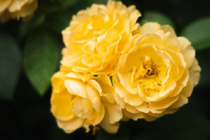 image of yellow julia child rose flowers
