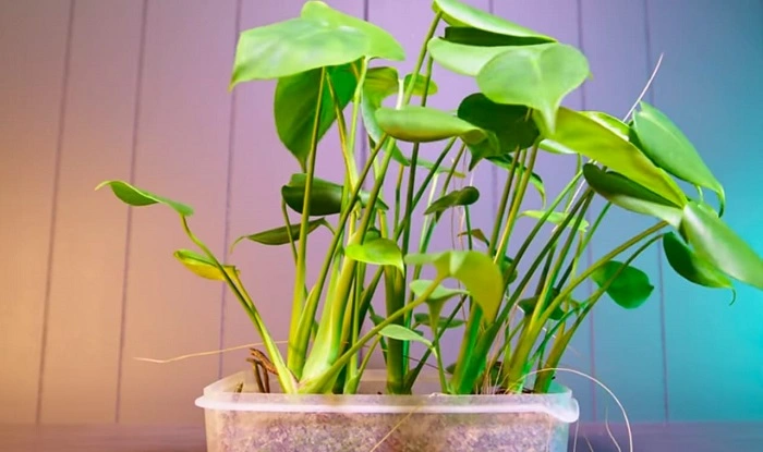 image of juvenile stage of monstera plant