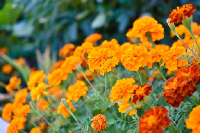 image of orange marigold flowers