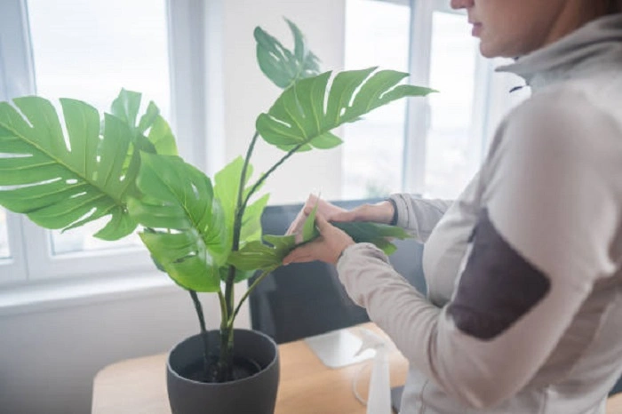 image of mature monstera plant
