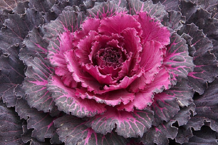 image of osaka red flower