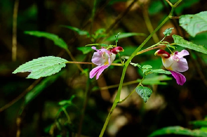 image of parrot flowers