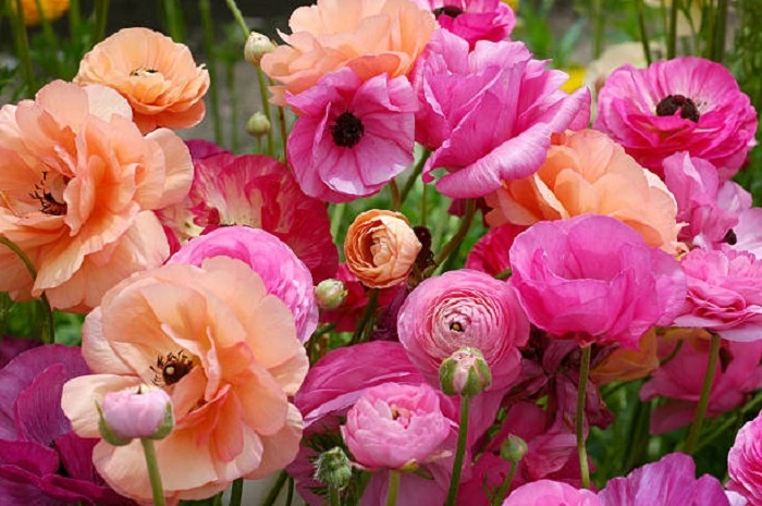 image of persian buttercup flowers