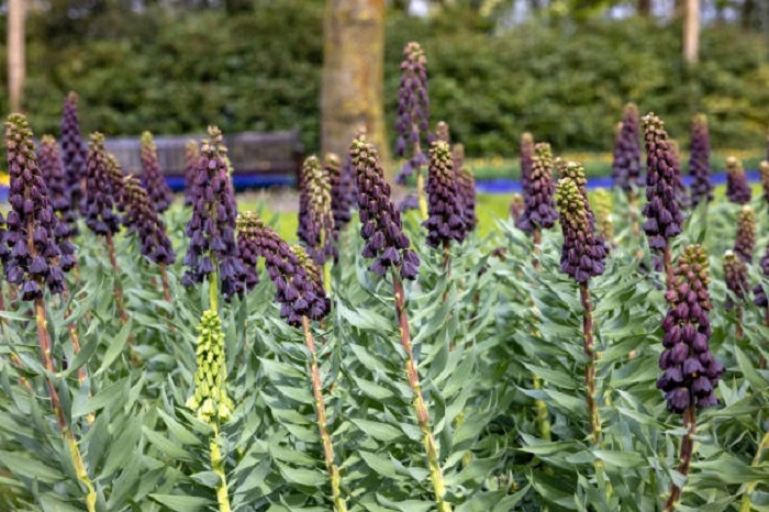 image of persian lily flowers that look like bells