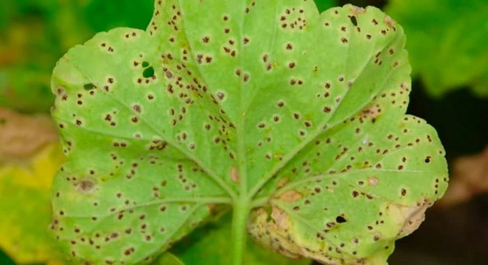 image of geranium leaves affected by pest attack