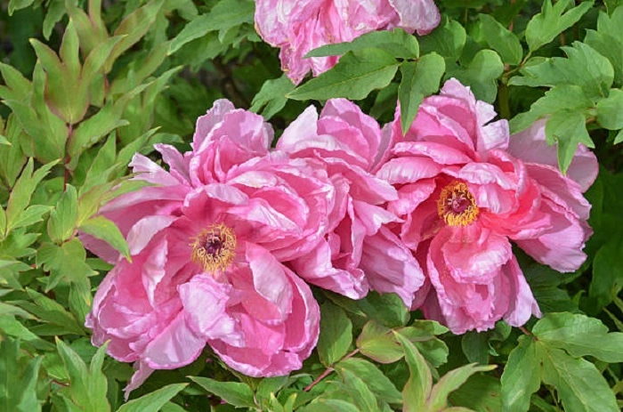 image of pink peony flowers