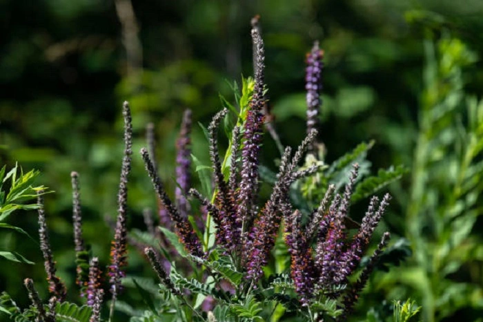 image of purple giant hyssops