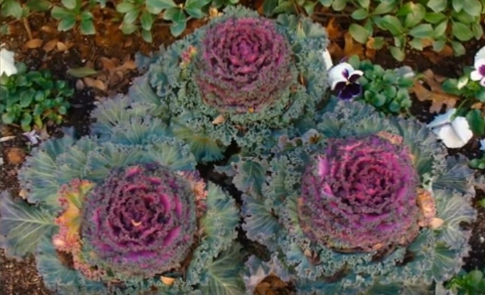 image of rose bouqet flowers that look like cabbage