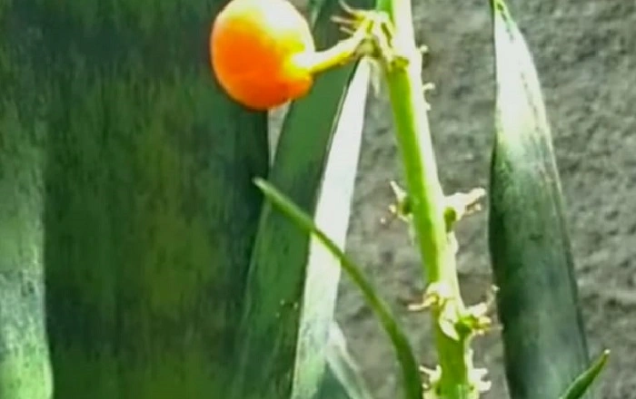 image of snake plants in its seed production stage