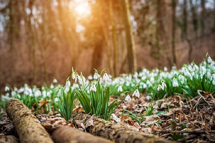 image of snow drop flowers