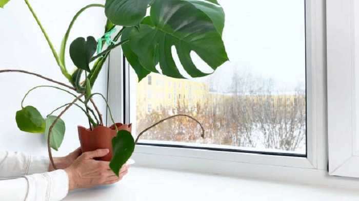 image of monstera plant in a warm room