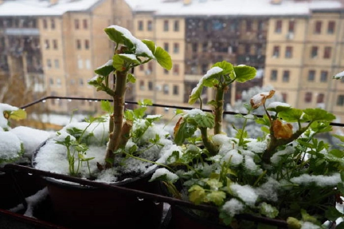 image of stressed geranium plant in winters