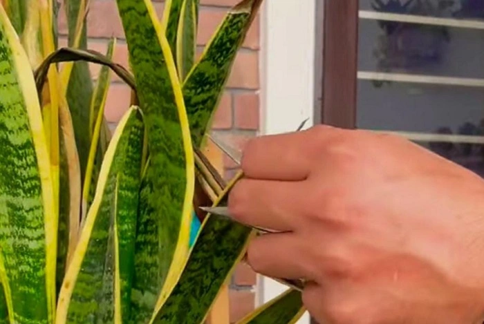 image of trimming leaves of a snake plant