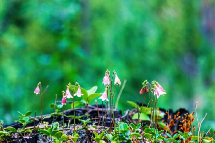 image of twin flowers