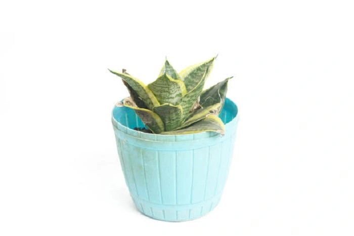 image of a snaker plant which is in vegetative phase