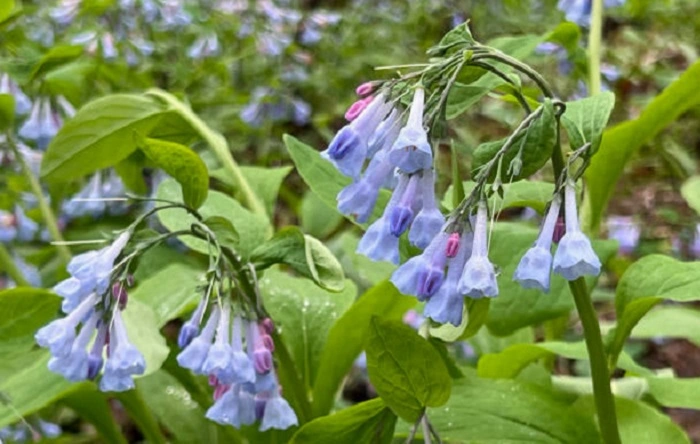 Image of virginia bluebell flowers that look like bells