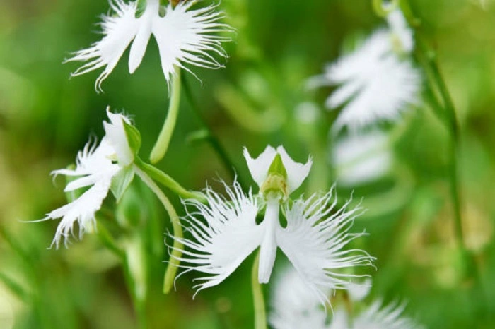 image of white egret flowers that look like birds