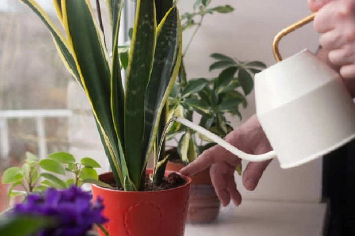 image of watering a snake plant