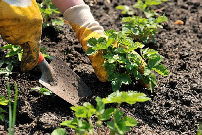 image of young strawberry plant