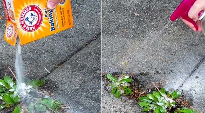 image of applying baking soda over weed stickers to get rid of them