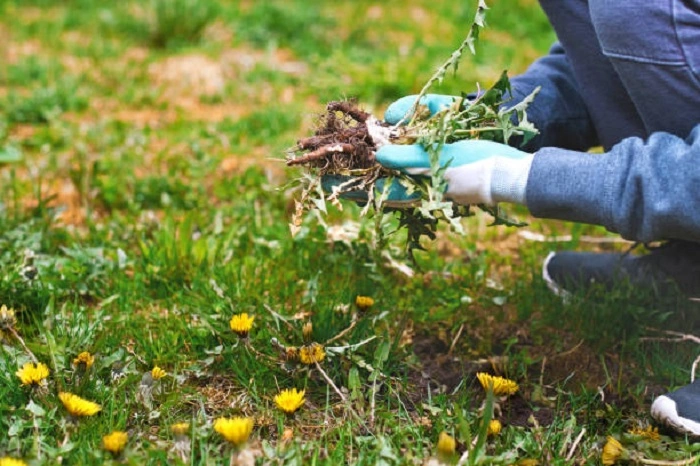 image of weeds growth in spring season