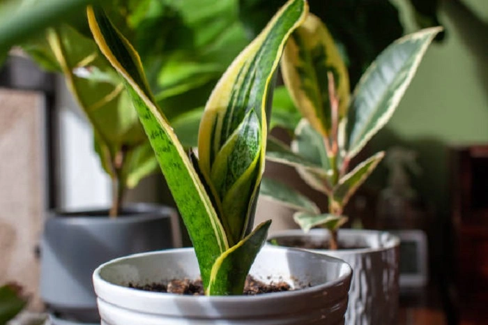 image of snake plant in bright indirect sunlight