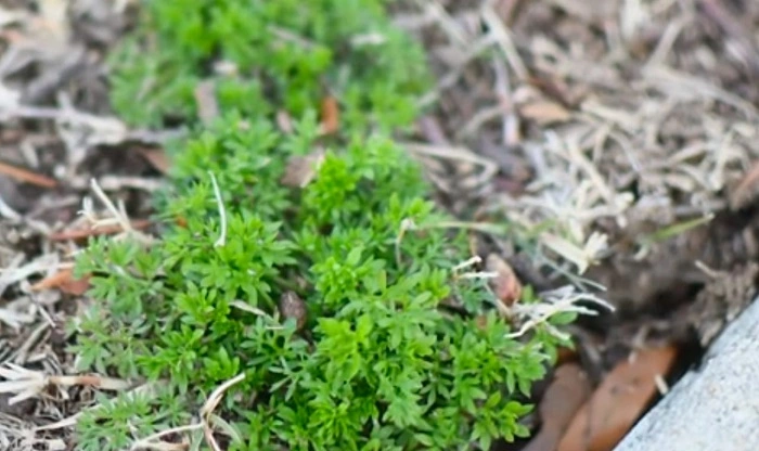 image of burweed