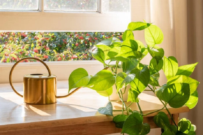 image of pothos plant in indirect sunlight