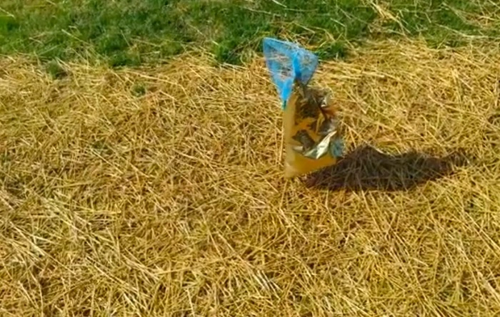 image of grass seeds covered with straws to get rid of birds