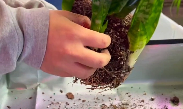 image of seperating snake plant pups