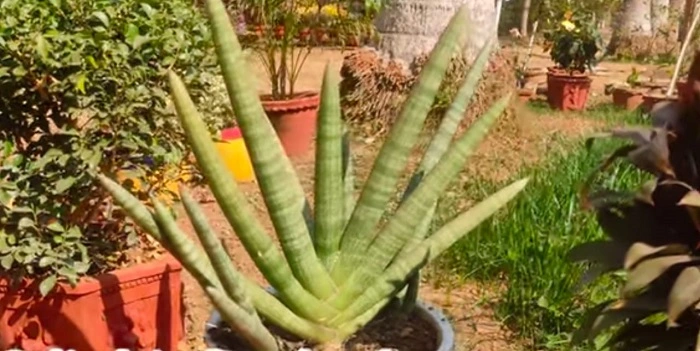 image of heighted cylindrica snake plant