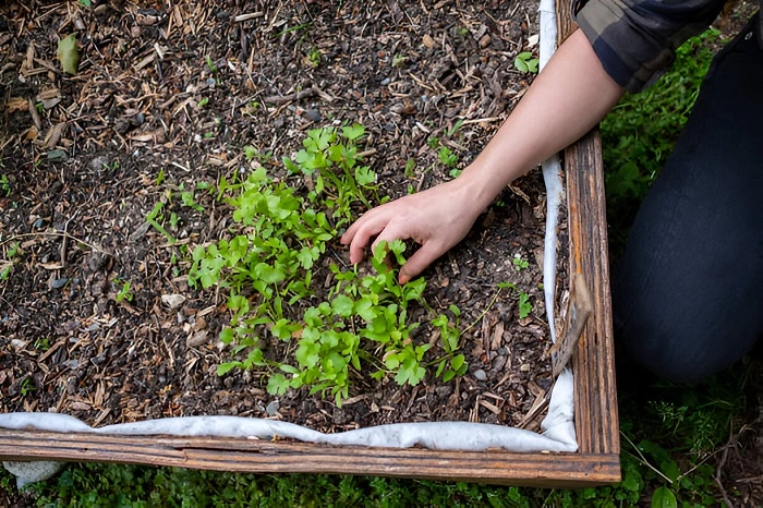 image of thriving cilantro plant