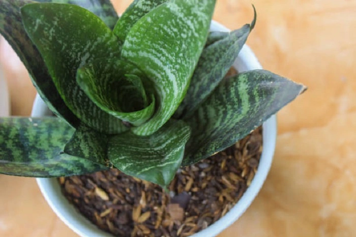 image of ehrenbergii snake plant