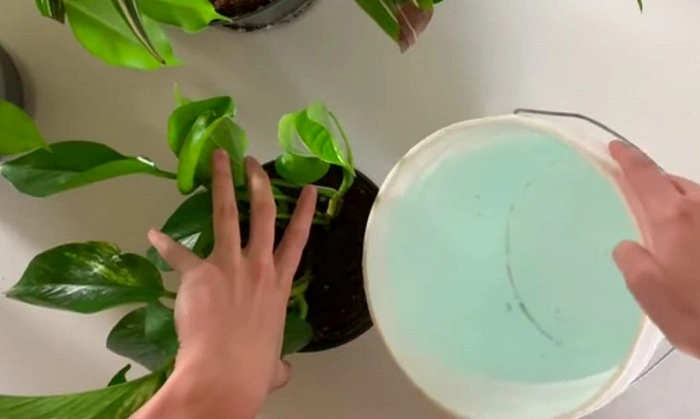 image of adding fertilizer to pothos plant