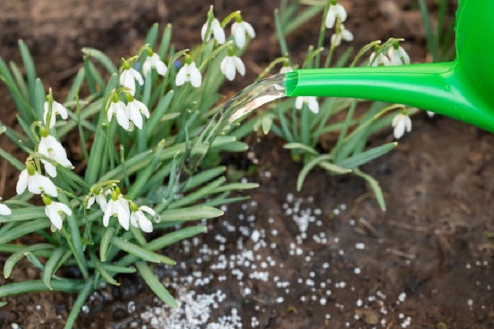image of granular fertilizers lying on the plant soil surface