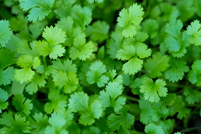 image of cilantro 