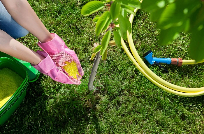 image of applying sulfur in lawn