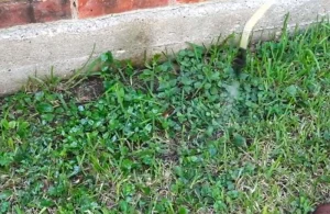 image of spraying weed killer on chickweed