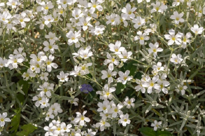 image of mouse-ear chickweed