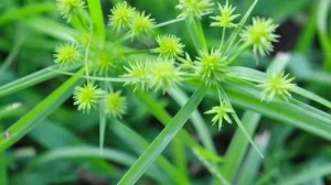 image of sticker weeds
