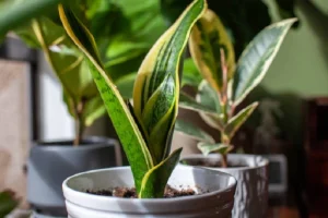 image of a young snake plant