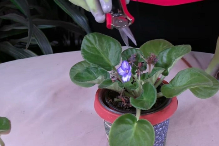 image of pruning African Violets