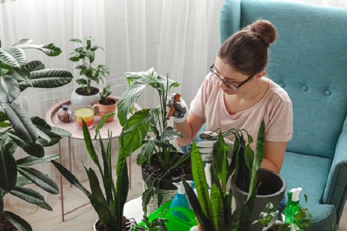 image of pruning peace lily