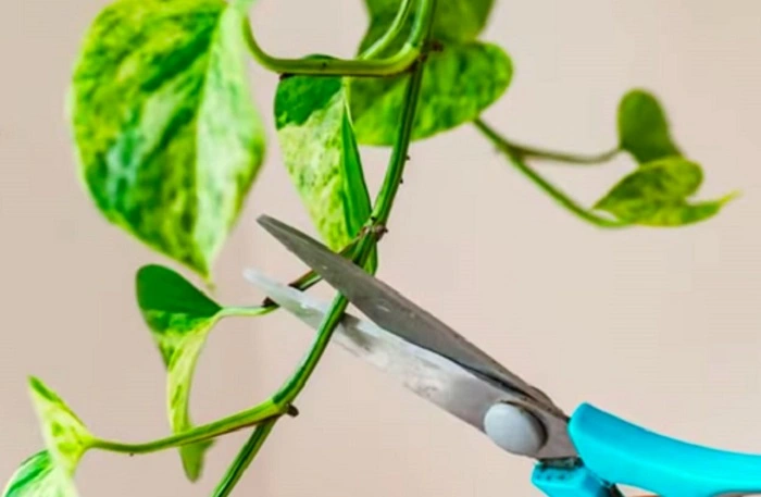 image of pruning pothos plant