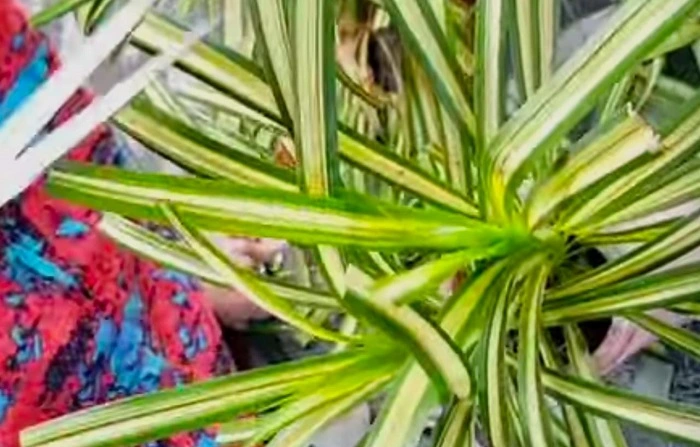 image of pruning of a spider plant
